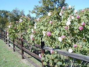 Confederate Roses in early November, 2006
